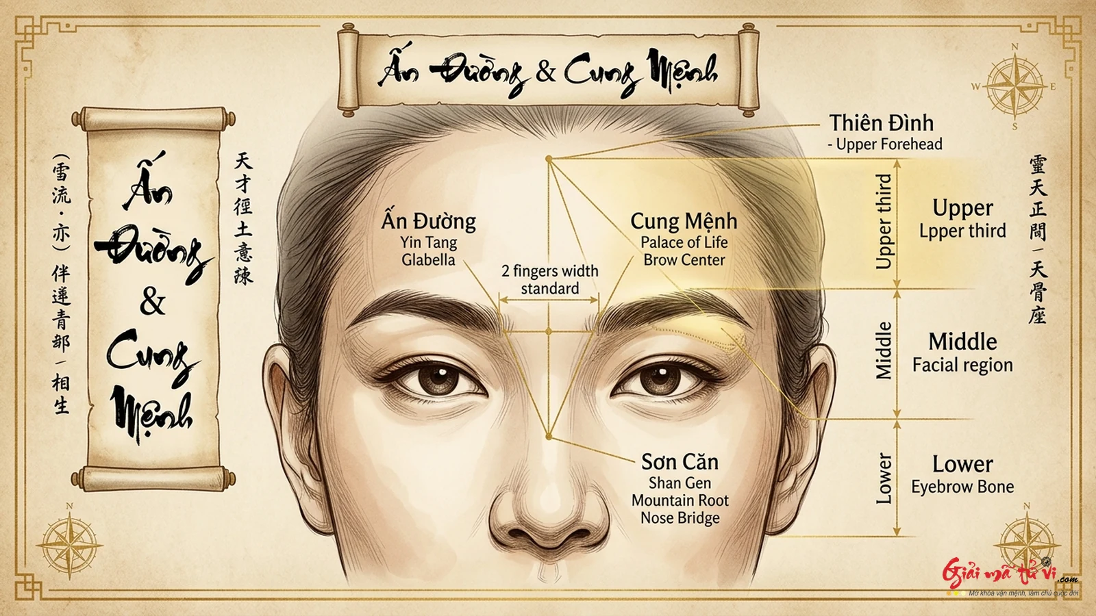 Sơ đồ giải phẫu diện tướng Ấn Đường và tỷ lệ hoàng kim 2 ngón tay chuẩn Á Đông
