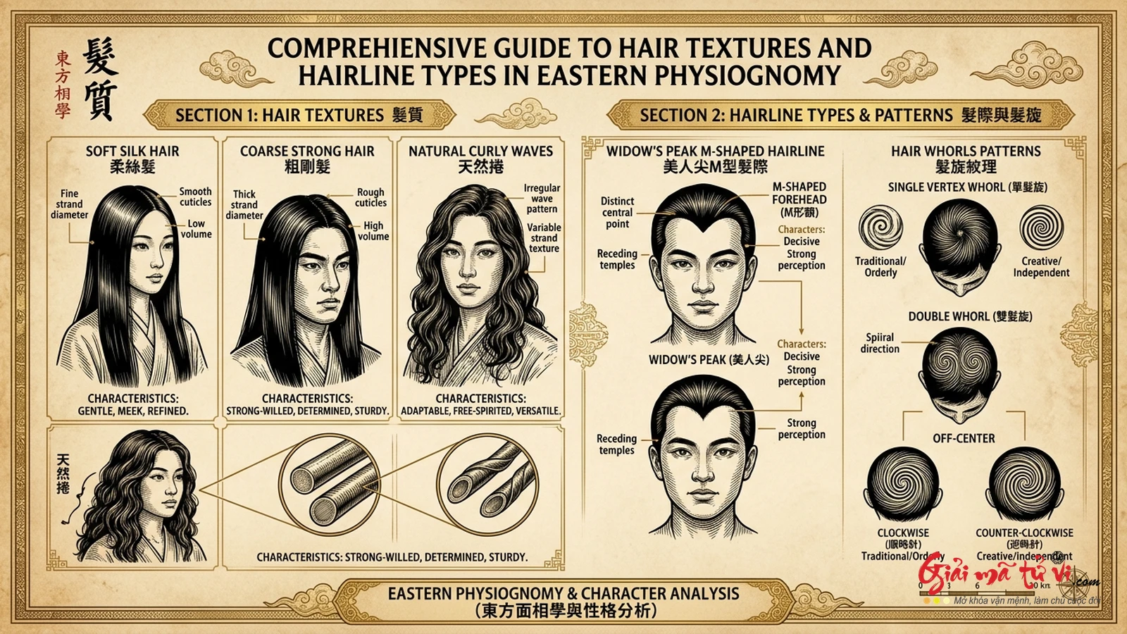 Đồ hình Phát Tướng Học – Phân tích 18 thế tóc kinh điển, chân tóc chữ M, xoáy tóc và cấu trúc sợi tóc trong Nhân tướng học Á Đông