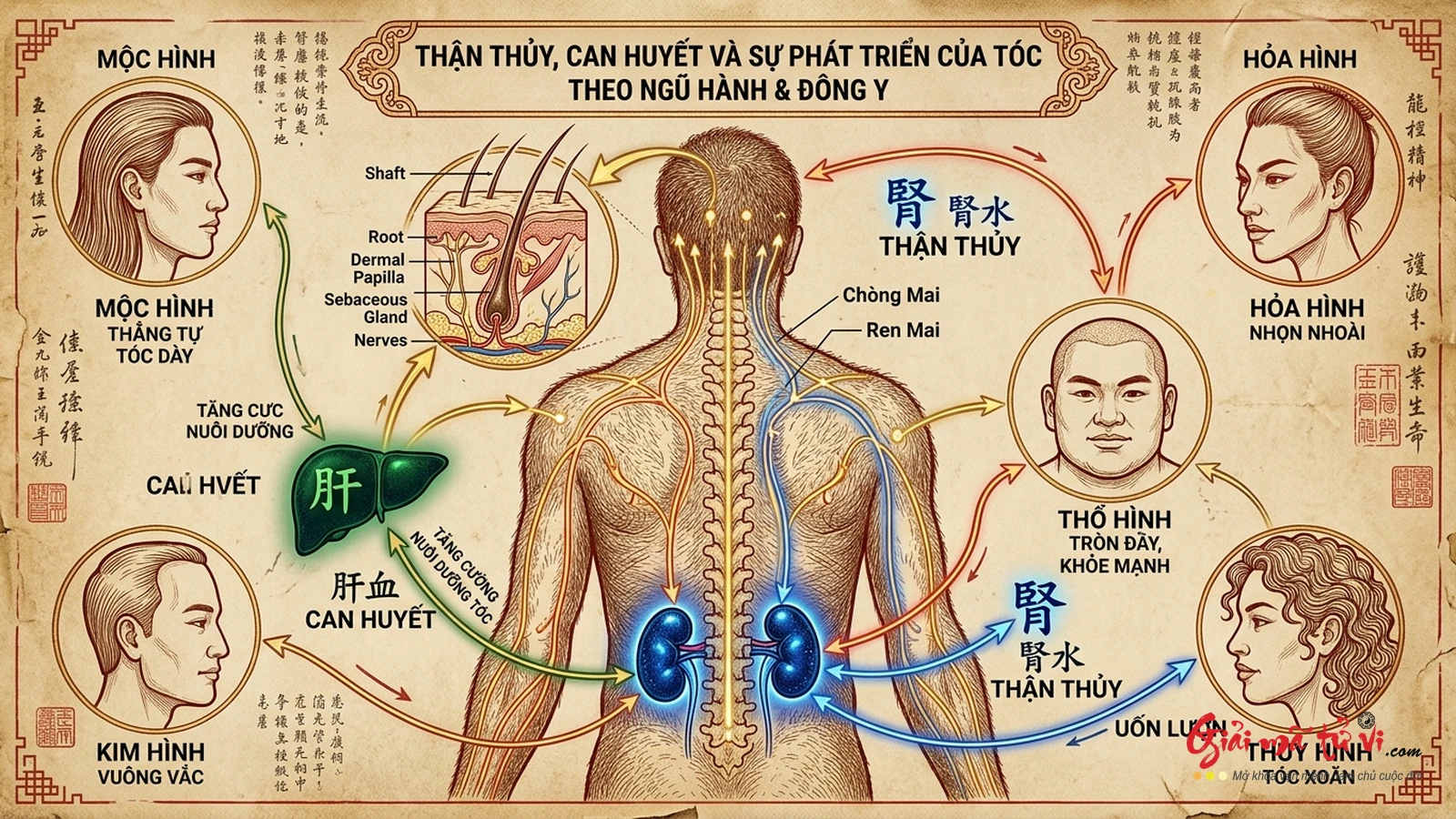 Đồ hình Thận Thủy, Can Huyết và sự phát triển của tóc theo Ngũ Hành, Đông Y và Kinh Lạc Học