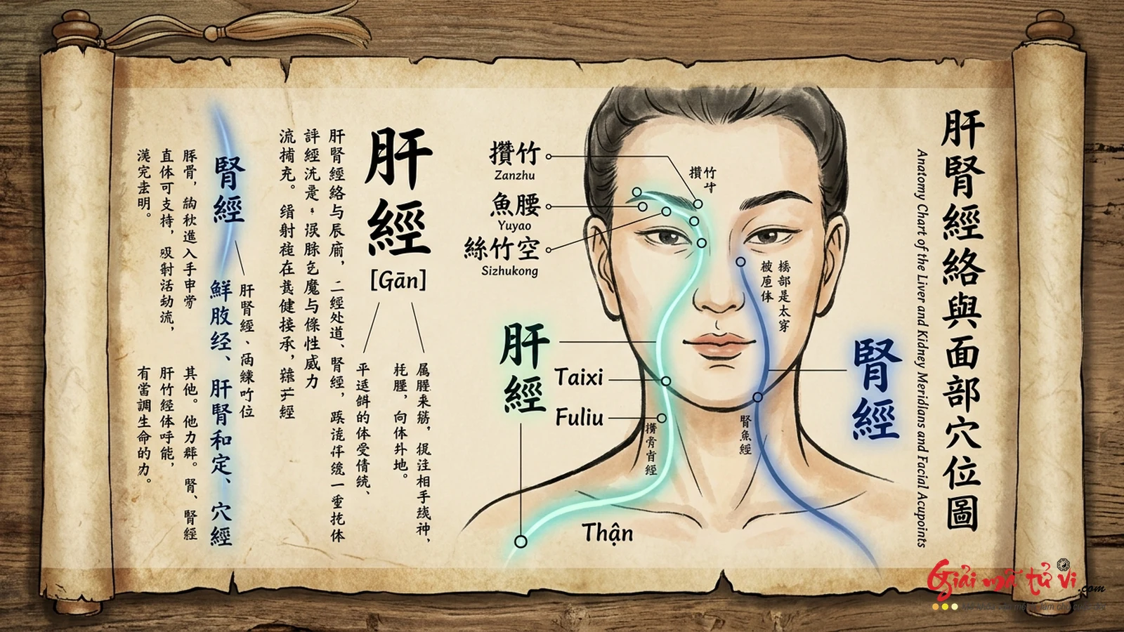 Đồ hình Y Lý & Tạng Tượng Mi Tướng Học – Cơ chế Can tàng huyết, Thận tàng tinh và các huyệt vị Toản Trúc, Ngư Yêu, Ty Trúc Không trong Đông Y
