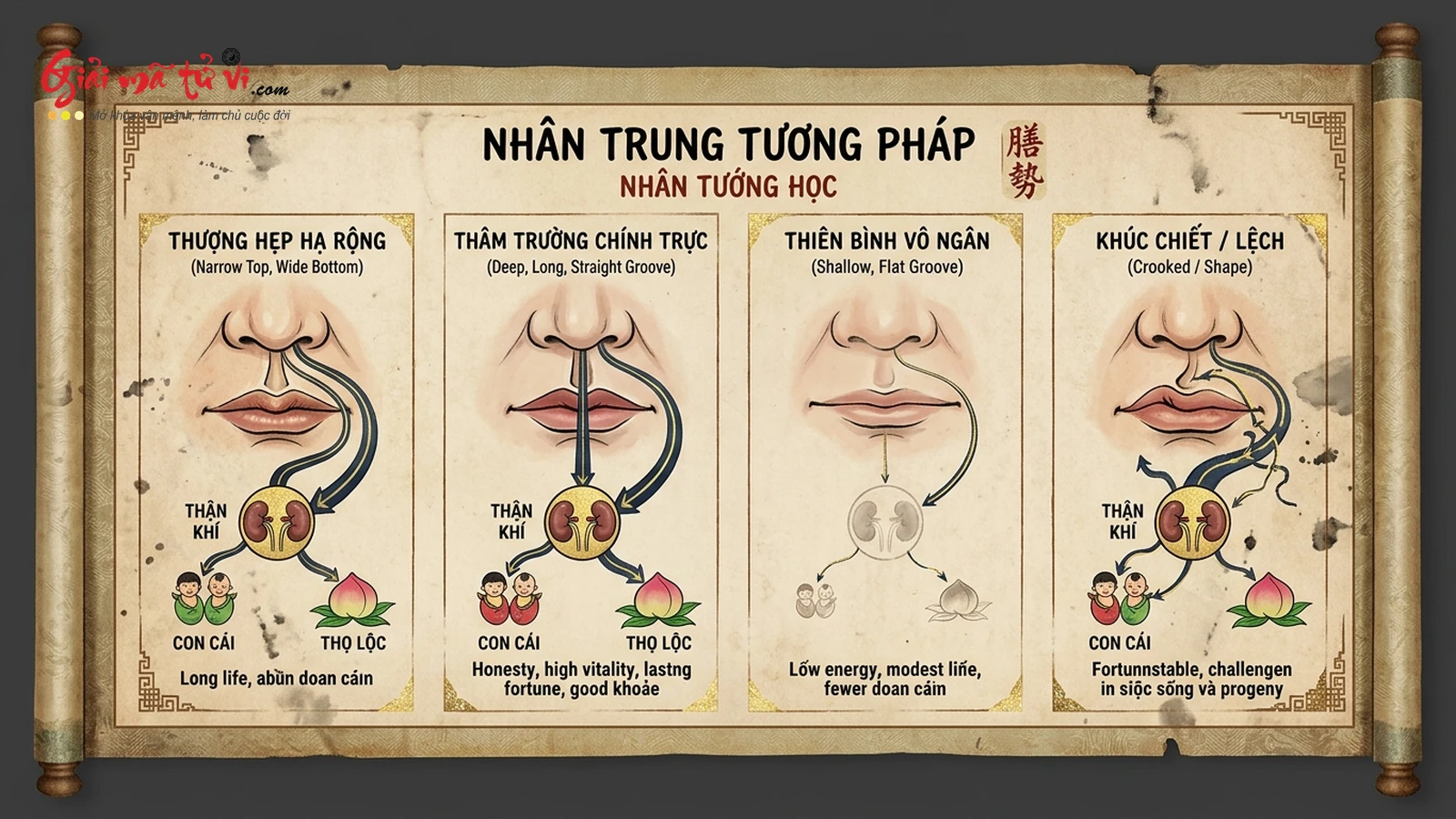 Đồ hình giải mã các dáng Nhân Trung: Thượng Hẹp Hạ Rộng, Thâm Trường Chính Trực, Thiển Bình Vô Ngấn, Khúc Chiết Lệch – Khí Huyết, Thận Khí và Tử Tức Vận