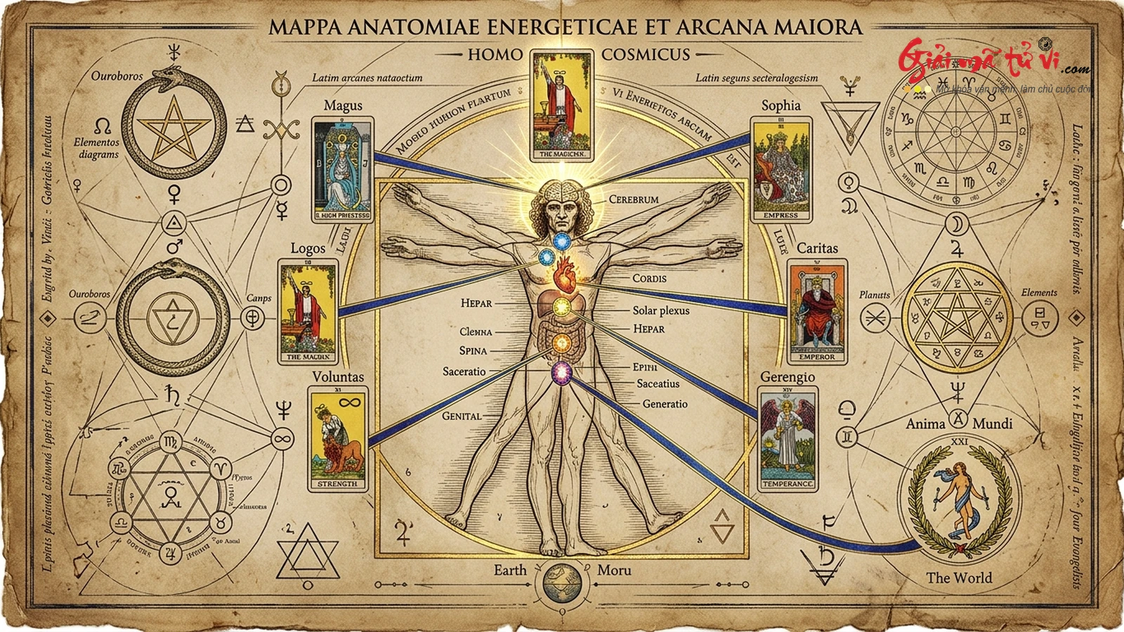 Bản Đồ Giải Phẫu Năng Lượng 22 Lá Ẩn Chính Major Arcana Trong Medical Tarot – Người đàn ông Vitruvian kết nối các cơ quan đầu cổ ngực bụng chân với các lá The Magician, The Empress, The Emperor, Strength, Temperance, The World